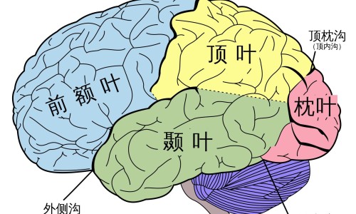 肺炎病人饮食上需要增加什么营养-肺炎病人应注意什么网 - 为你提供肺炎患者注意事项、肺炎病人应注意什么事项